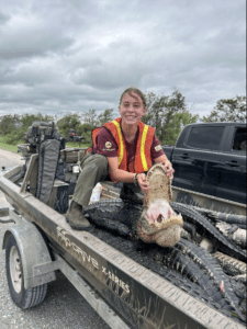 Pascale holding a harvested alligator.